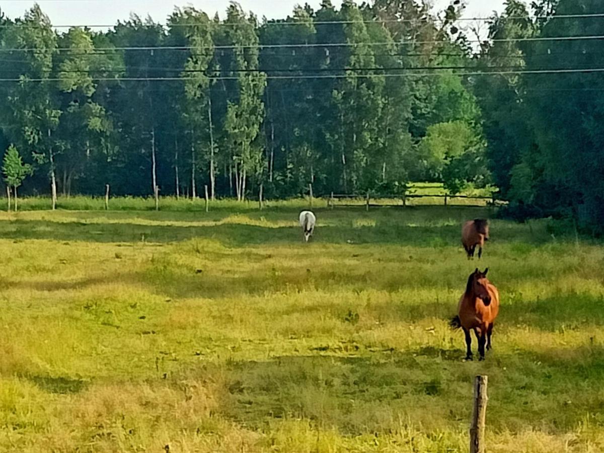 Sosnowa Polana Bialowieza Bagian luar foto